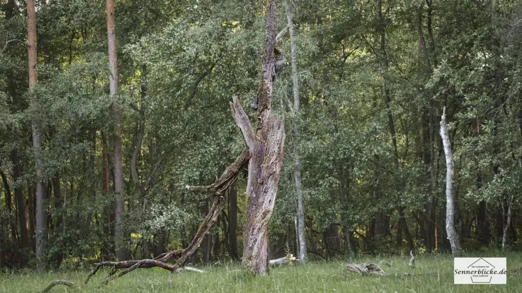 alter abgestorbener Baum auf dem Truppenübungsplatz Senne 04.06.23