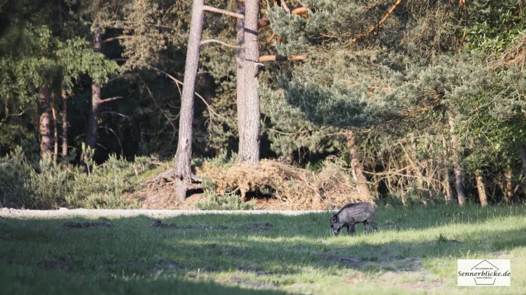 Ein Wildschwein sondiert die Lage
