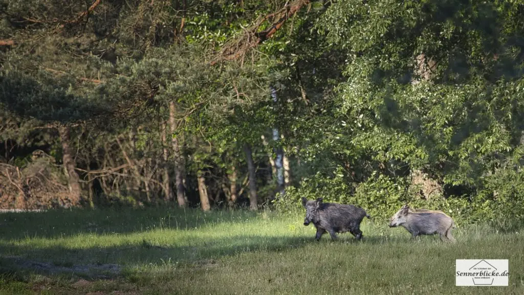 Wildschweinrotte - Die Leitsau