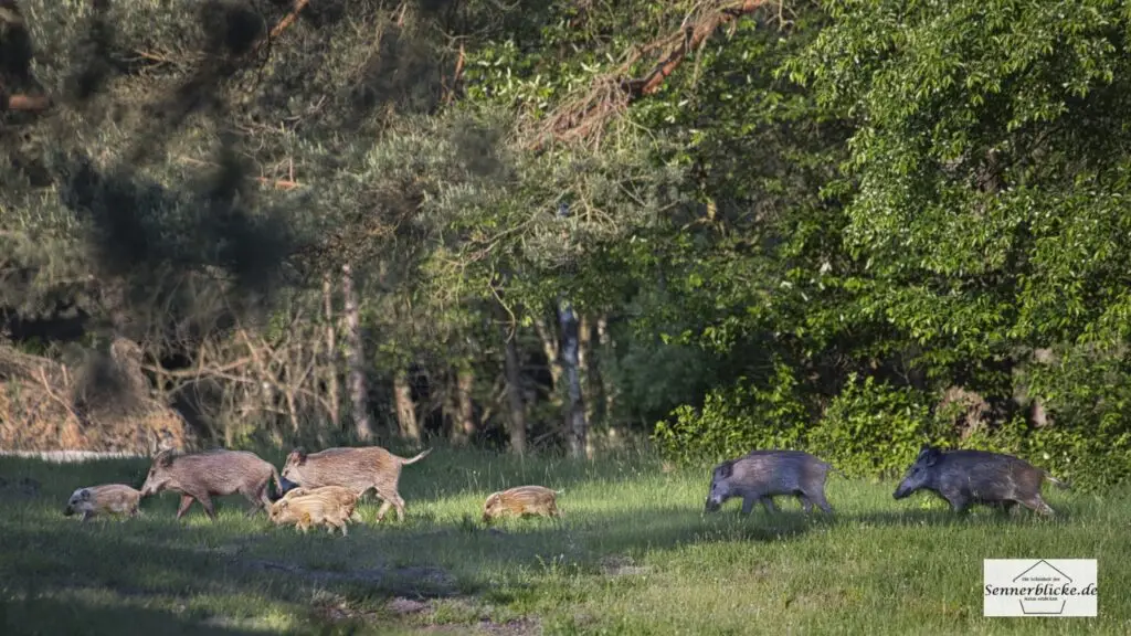 Eine Wildschweinrotte auf dem Truppenübungsplatz Senne