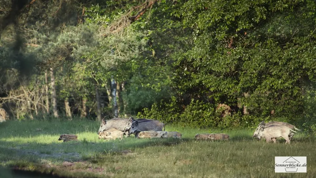 Eine Wildschweinrotte