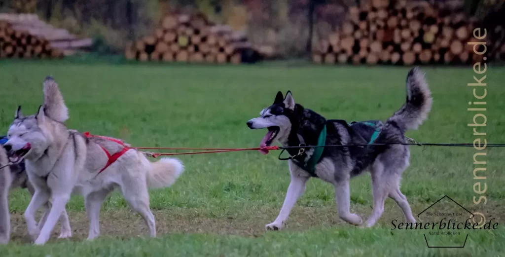 Schlittenhunderennen ohne Schnee ist anstrengend