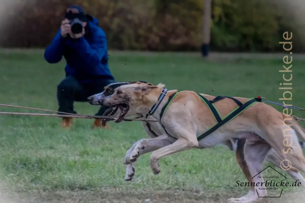 Schlittenhunde in Aktion