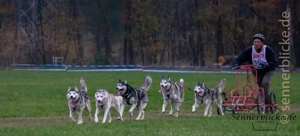 Schlittenhhunde in der offenen Klasse