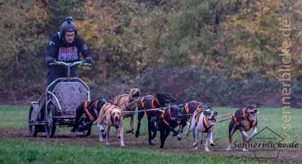 Toll anzusehen, mit welcher Geschwindigkeit die Hunde durch die Senne gelaufen sind