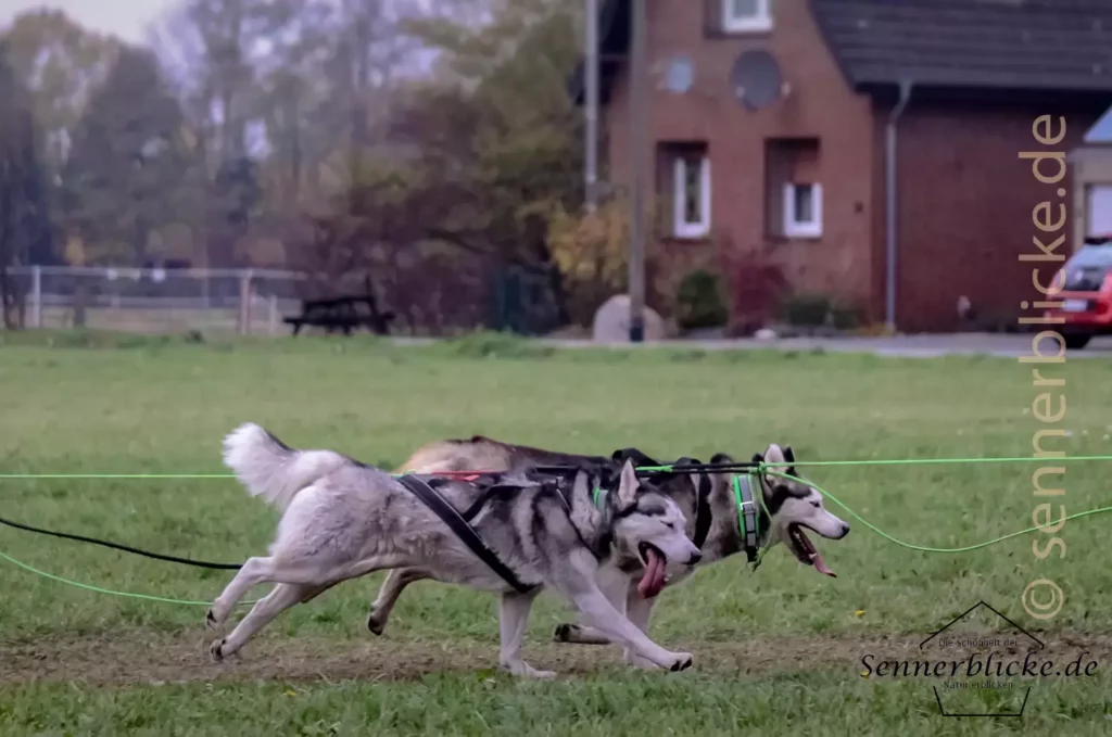 Schlittenhunde auf den Weg zum Ziel