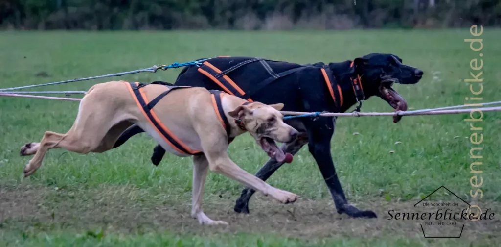 Zwei Hunde bei der Arbeit