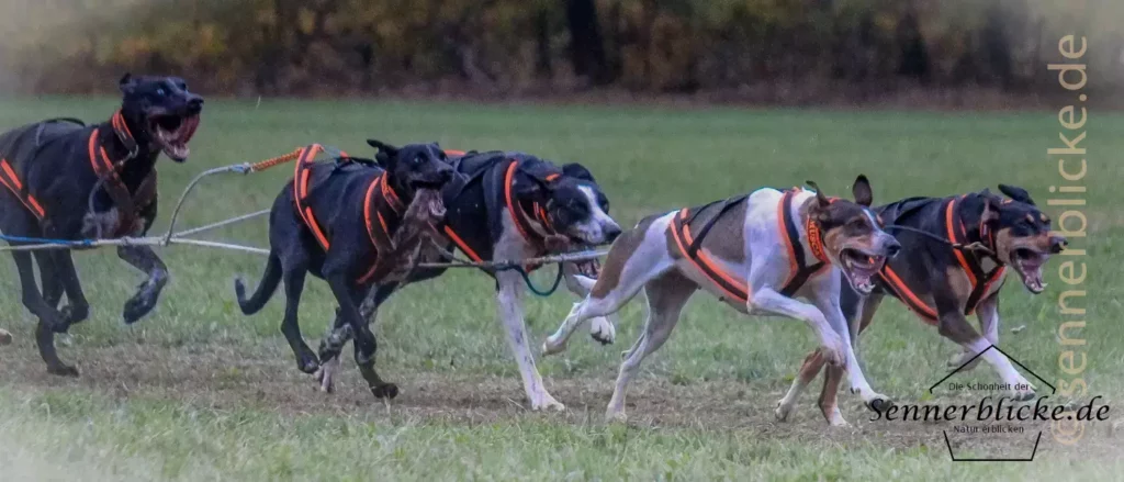 Zuvor ging es über Sand durch den Wald, nun schnell Richtung Ziel